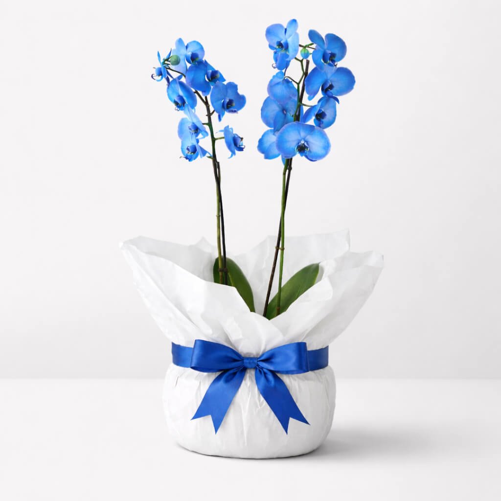 Saksıda Çift Dal Mavi Orkide - Görsel 2