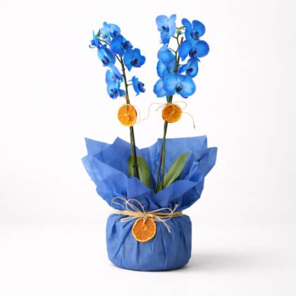 Saksıda Çift Dal Mavi Orkide