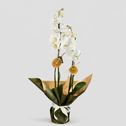 Saksıda Çift Dal Beyaz Orkide