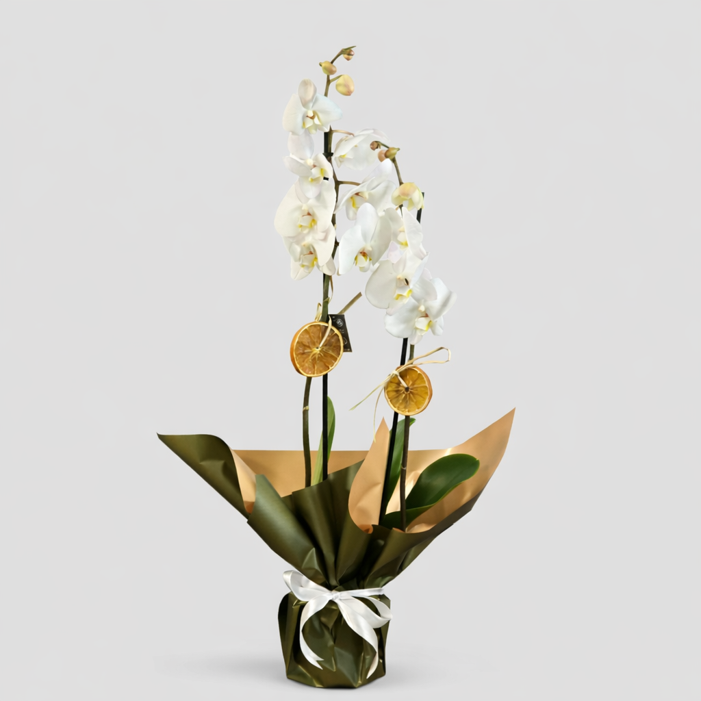 Saksıda Çift Dal Beyaz Orkide