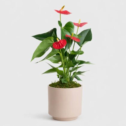 Saksıda Antoryum Çiçeği