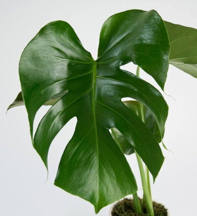 Saksıda Monstera Çiçeği - Görsel 3