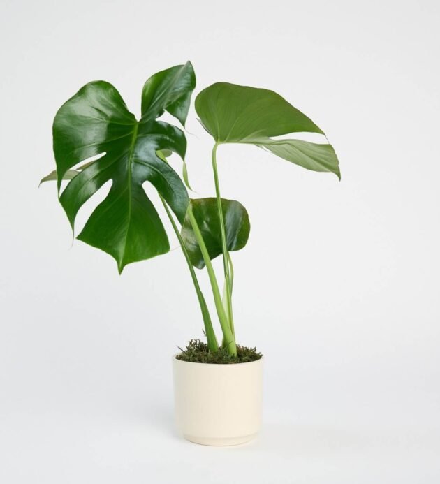 Saksıda Monstera Çiçeği - Görsel 4