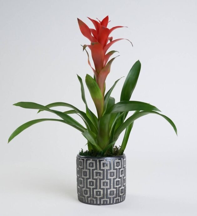 Saksıda Guzmania Çiçeği