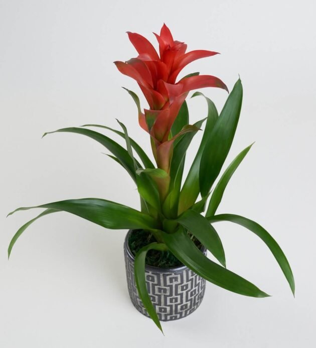 Saksıda Guzmania Çiçeği - Görsel 3