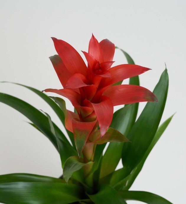 Saksıda Guzmania Çiçeği - Görsel 2