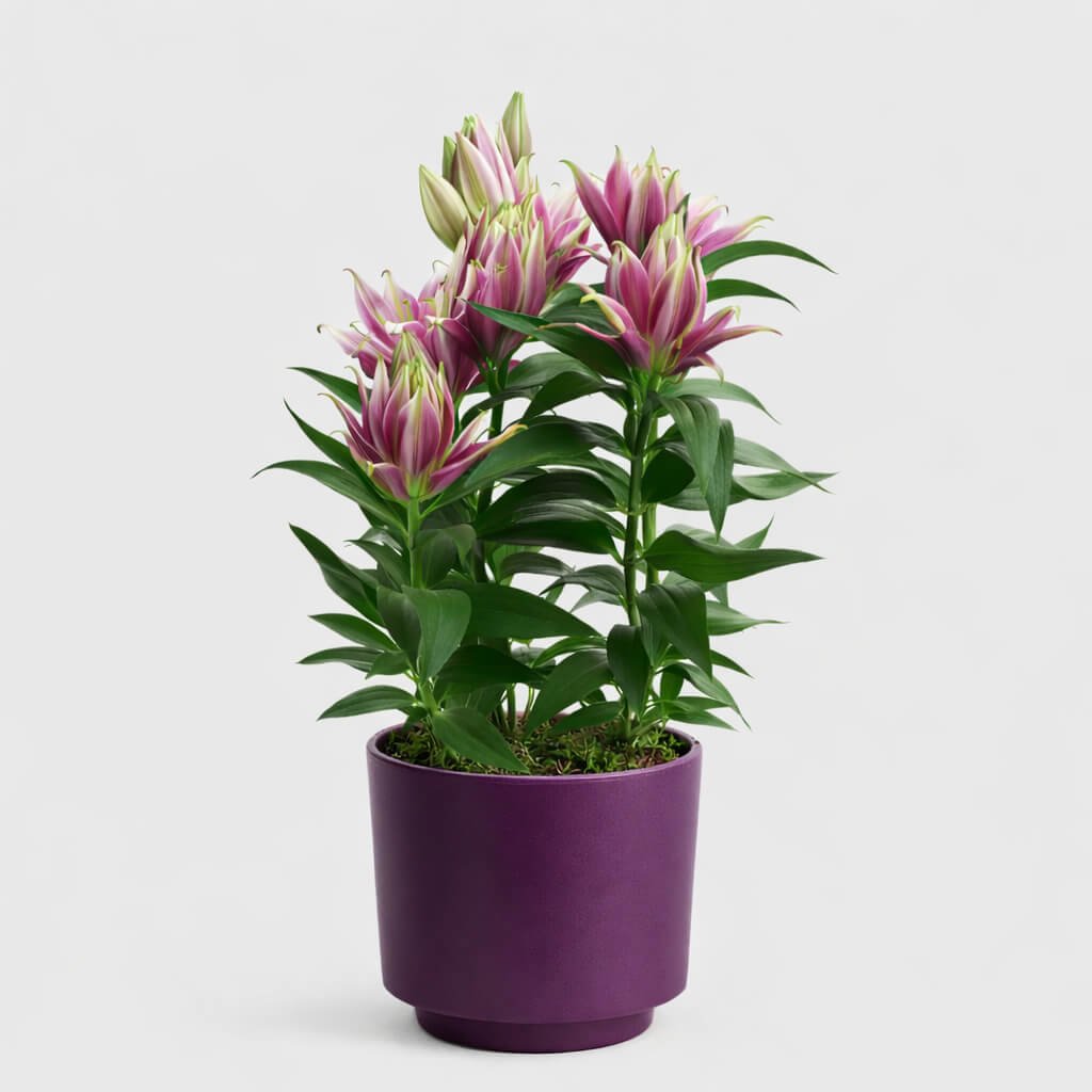 Saksıda Pembe Lilyum